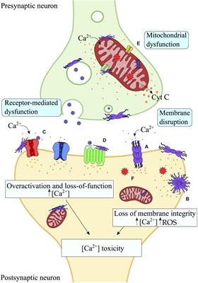 Membrane Interactions and Toxicity by Misfolded Protein Oligomers